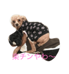 4わんズのハッピーライフ（個別スタンプ：8）