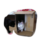 どらしい（個別スタンプ：13）