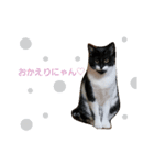 M3 にゃんズ（個別スタンプ：2）