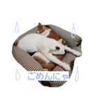 M3 にゃんズ（個別スタンプ：4）
