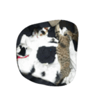 これでも寝てます（個別スタンプ：4）