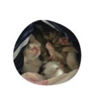 これでも寝てます（個別スタンプ：8）