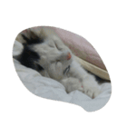 これでも寝てます（個別スタンプ：9）