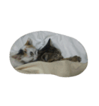 これでも寝てます（個別スタンプ：10）