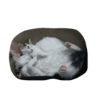これでも寝てます（個別スタンプ：12）