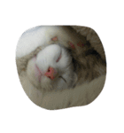 これでも寝てます（個別スタンプ：16）