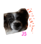 ゆる〜い犬（個別スタンプ：1）