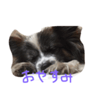 ゆる〜い犬（個別スタンプ：3）