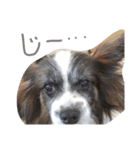 ゆる〜い犬（個別スタンプ：4）