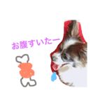 ゆる〜い犬（個別スタンプ：5）