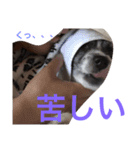 ゆる〜い犬（個別スタンプ：6）