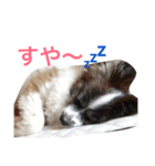 ゆる〜い犬（個別スタンプ：8）