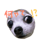 チワワと猫（個別スタンプ：3）