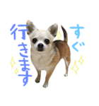 チワワと猫（個別スタンプ：4）