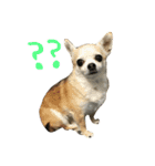 チワワと猫（個別スタンプ：5）
