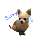 チワワと猫（個別スタンプ：6）