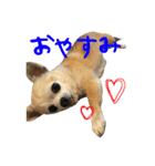 チワワと猫（個別スタンプ：7）