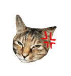 チワワと猫（個別スタンプ：9）