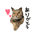 チワワと猫（個別スタンプ：10）