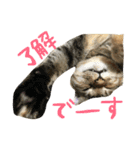 チワワと猫（個別スタンプ：11）