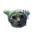 チワワと猫（個別スタンプ：14）