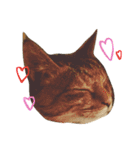 チワワと猫（個別スタンプ：15）