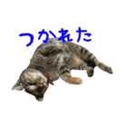 チワワと猫（個別スタンプ：16）