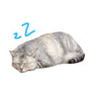 ねこうらら2（個別スタンプ：11）