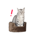 ねこうらら2（個別スタンプ：16）