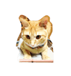 猫のむーさん（個別スタンプ：5）
