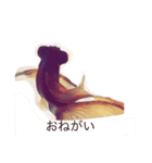 くろっぺペーター（個別スタンプ：8）