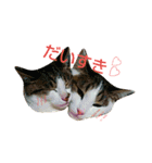 にゃーんっ（個別スタンプ：6）