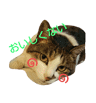 にゃーんっ（個別スタンプ：8）