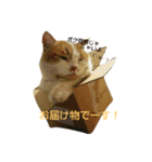 にゃーんっ（個別スタンプ：9）