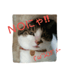 にゃーんっ（個別スタンプ：12）