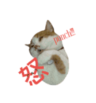 にゃーんっ（個別スタンプ：16）