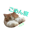 にゃーんっ（個別スタンプ：21）