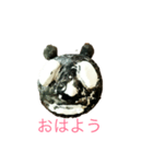 パンダナンダ（個別スタンプ：1）