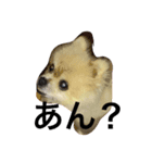 ぽこりん（個別スタンプ：1）