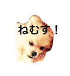 ぽこりん（個別スタンプ：3）