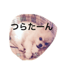 ぽこりん（個別スタンプ：7）