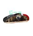 リクガメさん。（個別スタンプ：2）