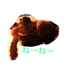 リクガメさん。（個別スタンプ：8）