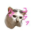 おしゃべり にゃめこ（個別スタンプ：4）