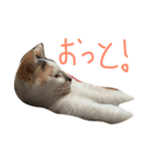 おしゃべり にゃめこ（個別スタンプ：8）