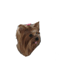 三姉妹犬2（個別スタンプ：2）