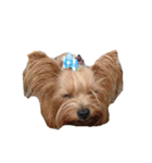 三姉妹犬2（個別スタンプ：4）