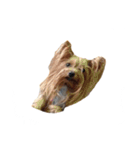 三姉妹犬2（個別スタンプ：5）