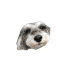 三姉妹犬2（個別スタンプ：11）