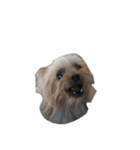 三姉妹犬2（個別スタンプ：12）